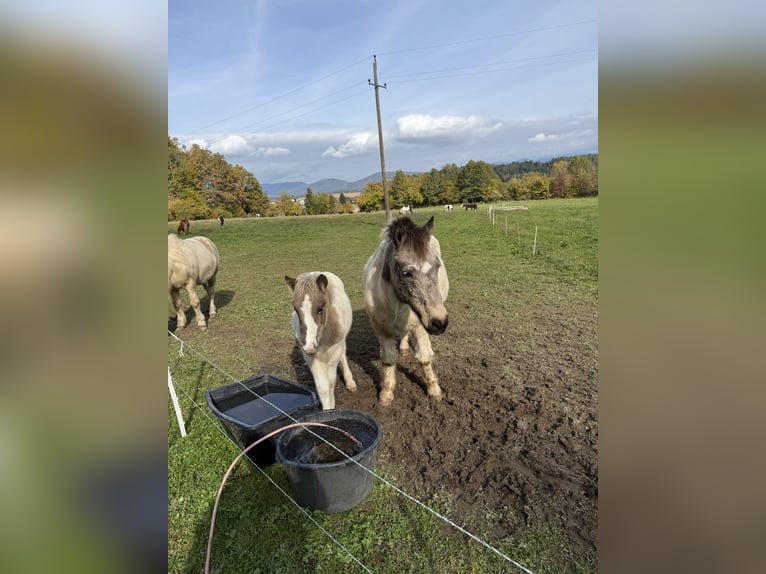 Islandpferd Hengst 1 Jahr Schecke in St. Kanzian
