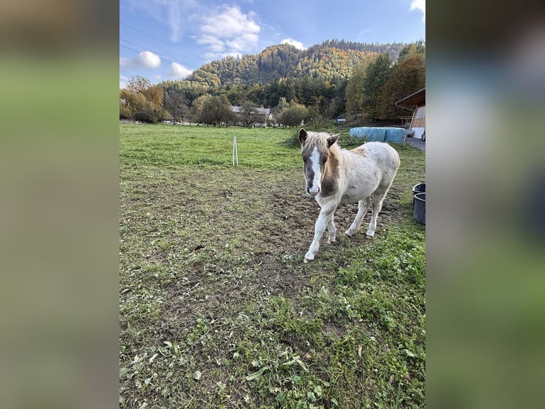 Islandpferd Hengst 1 Jahr Schecke in St. Kanzian
