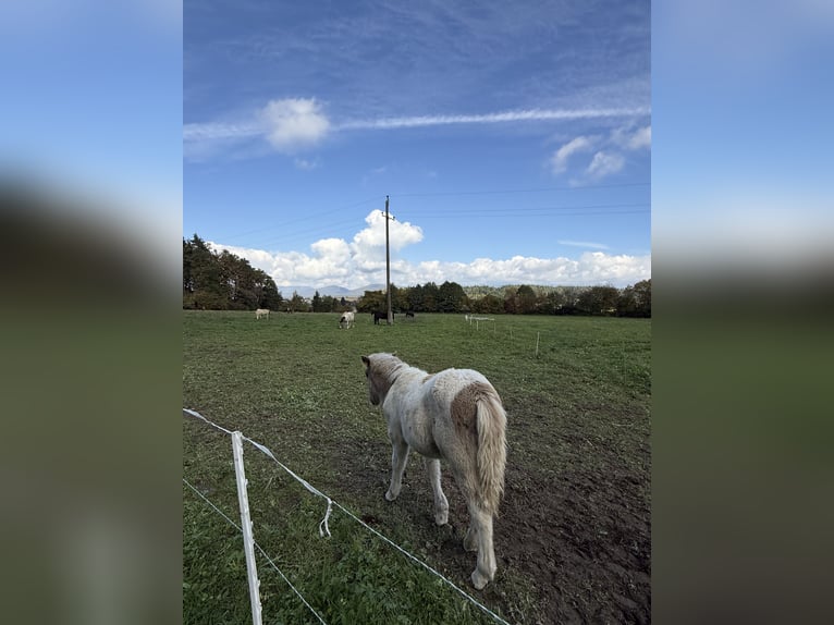 Islandpferd Hengst 1 Jahr Schecke in St. Kanzian