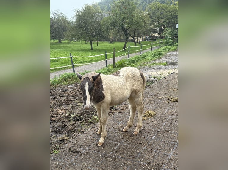 Islandpferd Hengst 1 Jahr Schecke in St. Kanzian