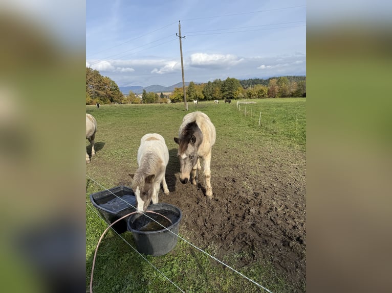 Islandpferd Hengst 1 Jahr Schecke in St. Kanzian