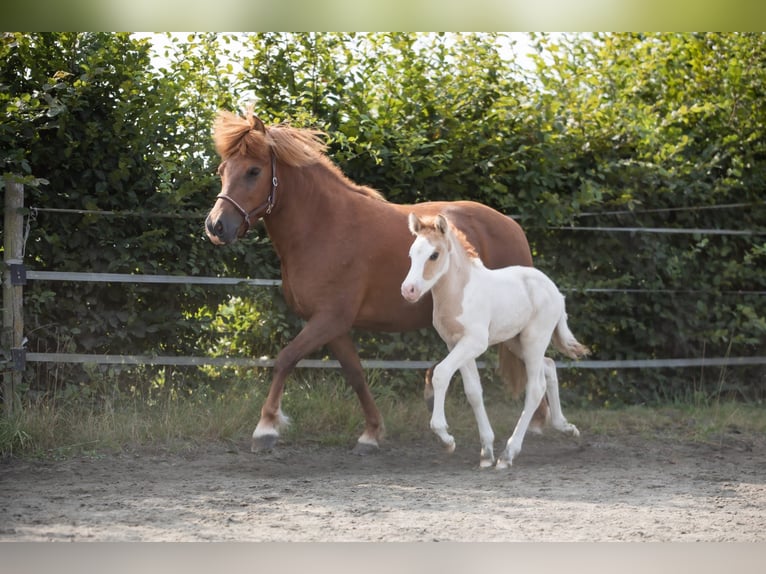 Islandpferd Hengst 1 Jahr Schecke in Morbach