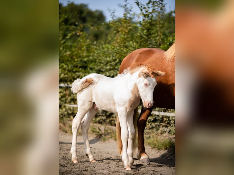 Islandpferd Hengst 1 Jahr Schecke in Morbach