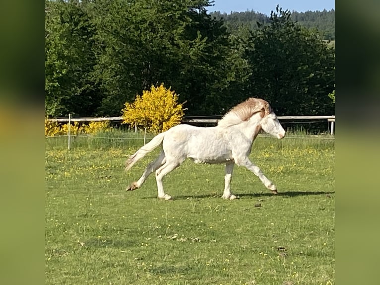 Islandpferd Hengst 1 Jahr Schecke in Morbach