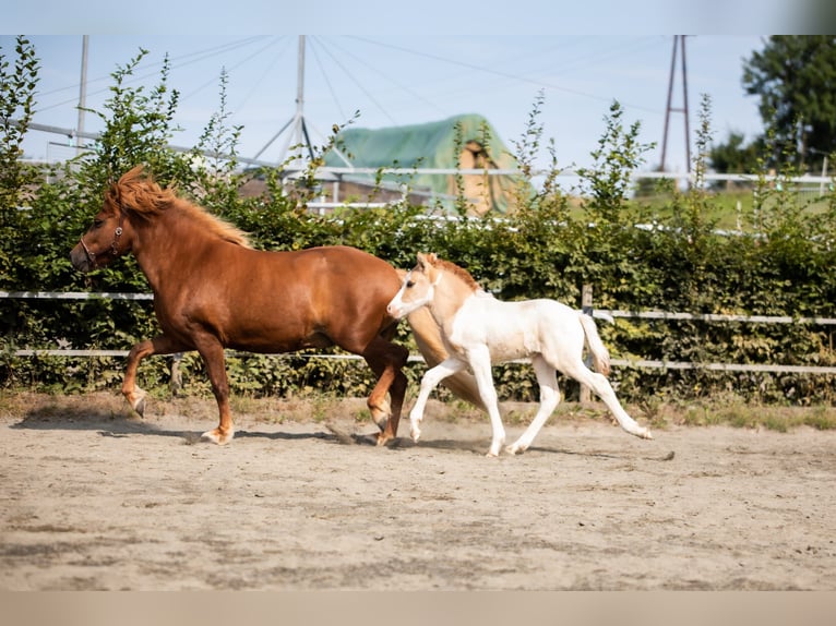 Islandpferd Hengst 1 Jahr Schecke in Morbach