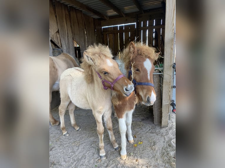 Islandpferd Hengst 1 Jahr Tobiano-alle-Farben in Bargstall