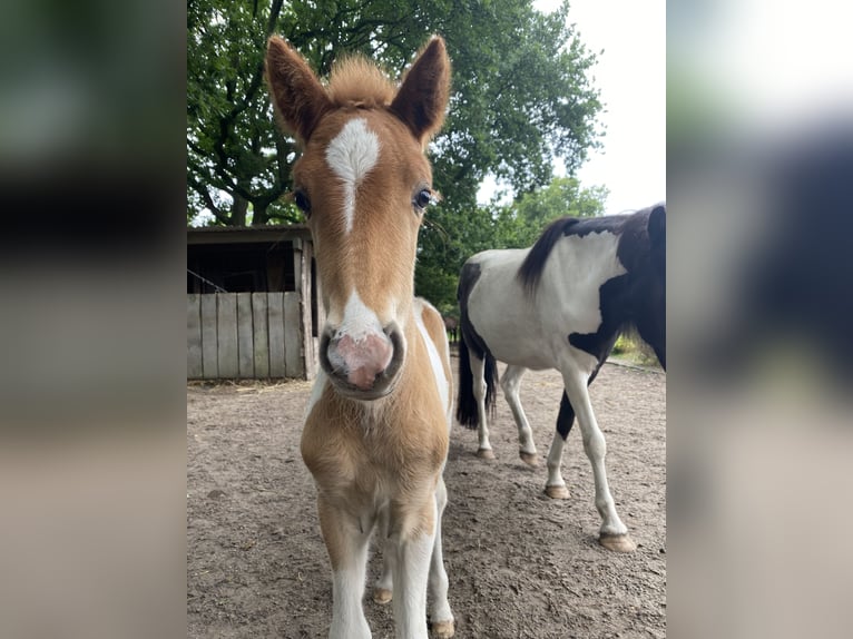 Islandpferd Hengst 1 Jahr Tobiano-alle-Farben in Bargstall
