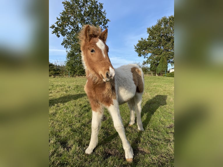 Islandpferd Hengst 1 Jahr Tobiano-alle-Farben in Bargstall