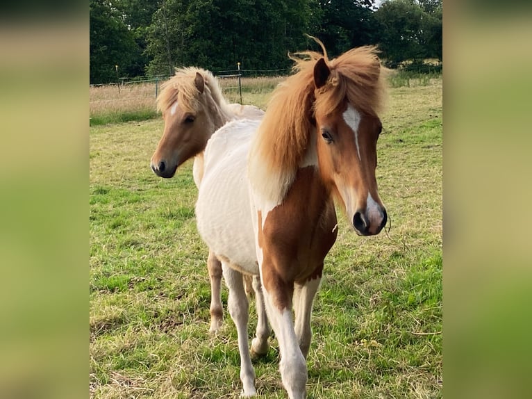 Islandpferd Hengst 1 Jahr Tobiano-alle-Farben in Bargstall