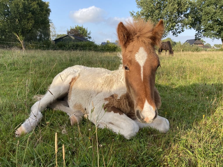 Islandpferd Hengst 1 Jahr Tobiano-alle-Farben in Bargstall