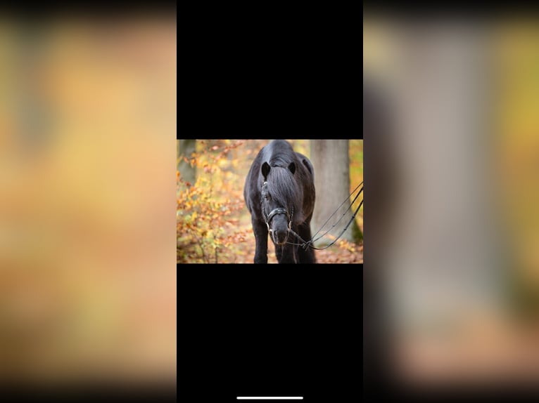 Islandpferd Hengst 20 Jahre 136 cm Rappe in Taunusstein