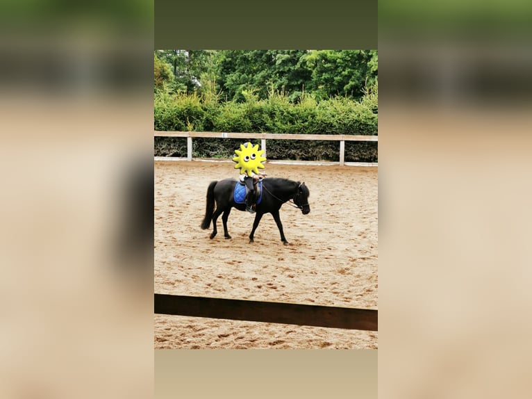 Islandpferd Hengst 20 Jahre 136 cm Rappe in Taunusstein