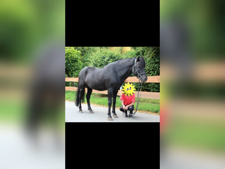 Islandpferd Hengst 20 Jahre 136 cm Rappe in Taunusstein