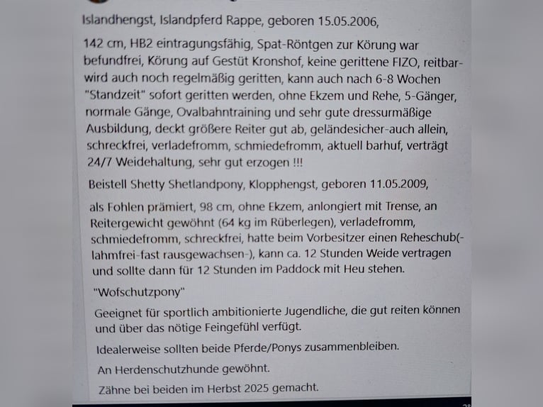 Islandpferd Hengst 20 Jahre Rappe in Hoya