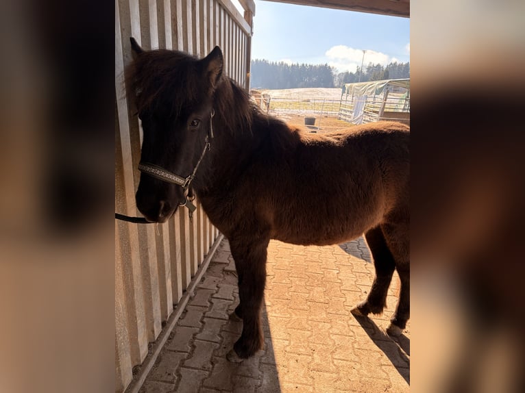Islandpferd Hengst 2 Jahre 130 cm Rappe in Lauterhofen