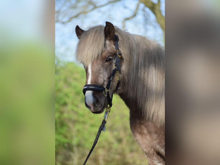 Islandpferd Hengst 2 Jahre 137 cm in Blunk