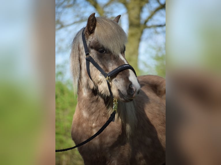 Islandpferd Hengst 2 Jahre 137 cm in Blunk