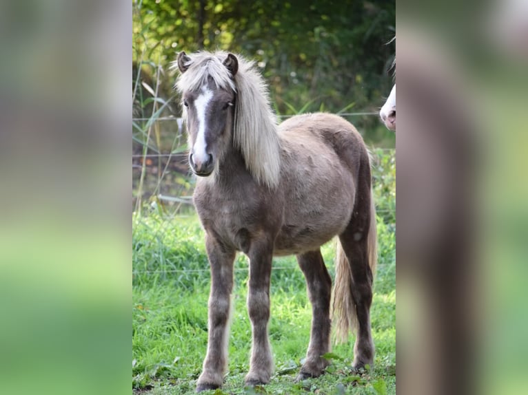 Islandpferd Hengst 2 Jahre 137 cm in Blunk