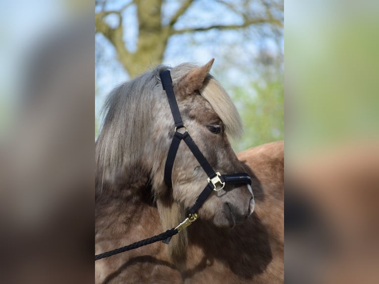 Islandpferd Hengst 2 Jahre 137 cm in Blunk