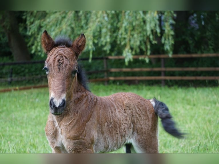 Islandpferd Hengst 2 Jahre 138 cm Hellbrauner in Sittensen