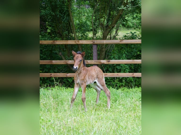 Islandpferd Hengst 2 Jahre 138 cm Hellbrauner in Sittensen