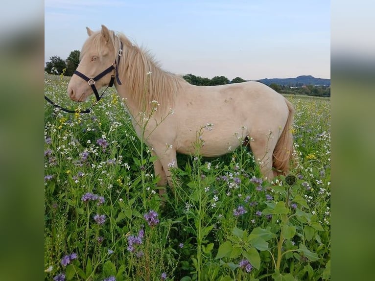 Islandpferd Hengst 2 Jahre 140 cm Cremello in Saarland