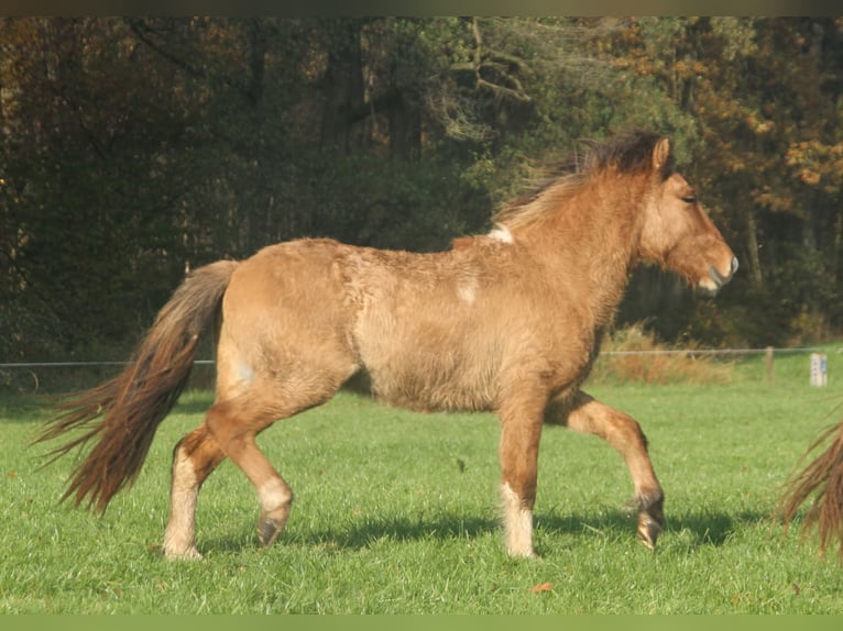 Islandpferd Hengst 2 Jahre 140 cm Falbe in Südlohn
