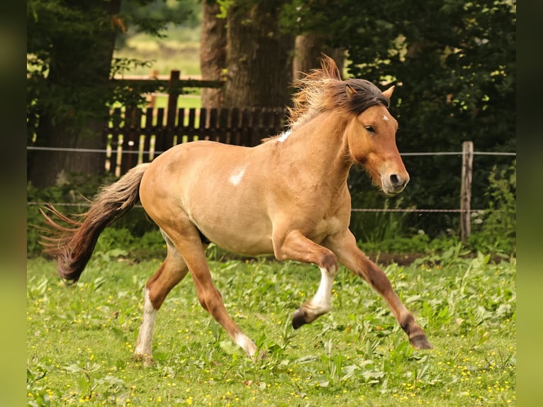 Islandpferd Hengst 2 Jahre 140 cm Falbe in Südlohn