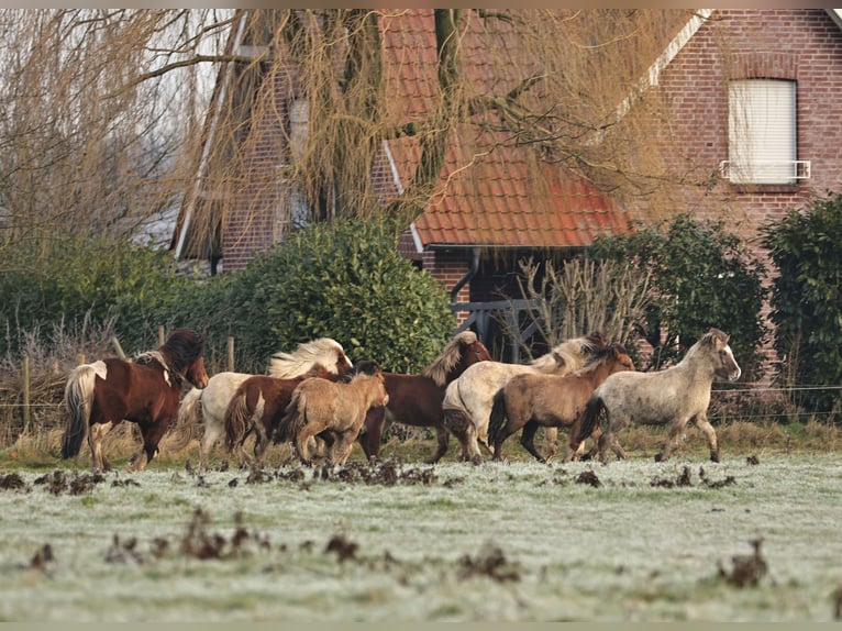 Islandpferd Hengst 2 Jahre 140 cm Falbe in Südlohn