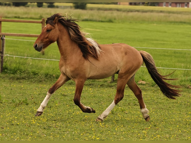 Islandpferd Hengst 2 Jahre 140 cm Falbe in Südlohn