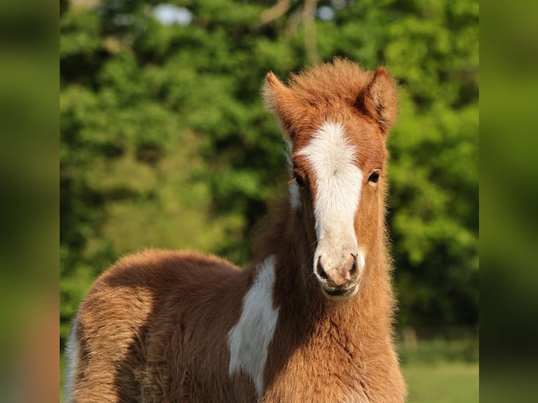 Islandpferd Hengst 2 Jahre 140 cm Tobiano-alle-Farben in Winterswijk Kotten