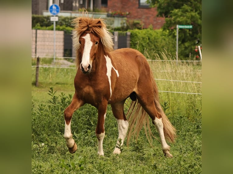 Islandpferd Hengst 2 Jahre 140 cm Tobiano-alle-Farben in Winterswijk Kotten