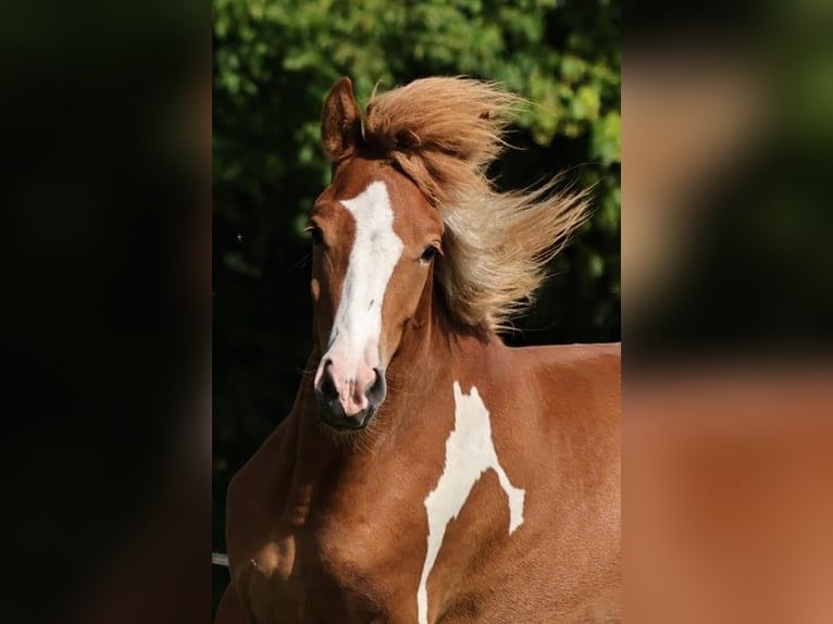 Islandpferd Hengst 2 Jahre 140 cm Tobiano-alle-Farben in Winterswijk Kotten