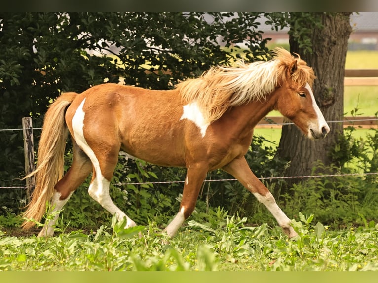 Islandpferd Hengst 2 Jahre 140 cm Tobiano-alle-Farben in Winterswijk Kotten