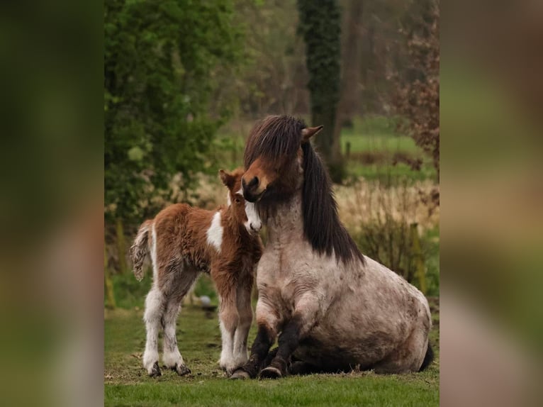 Islandpferd Hengst 2 Jahre 140 cm Tobiano-alle-Farben in Winterswijk Kotten