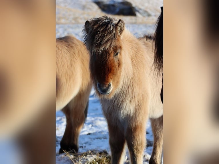 Islandpferd Hengst 2 Jahre 145 cm Falbe in Fröstlberg