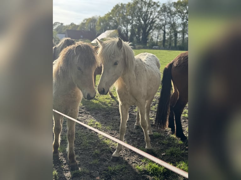 Islandpferd Mix Hengst 2 Jahre 145 cm Palomino in Emsdetten
