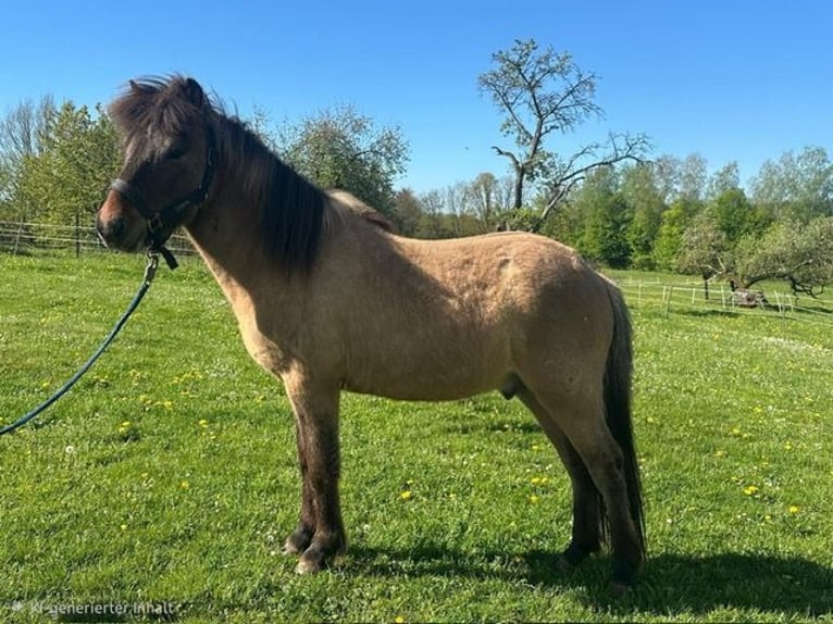 Islandpferd Hengst 2 Jahre Falbe in Wadern