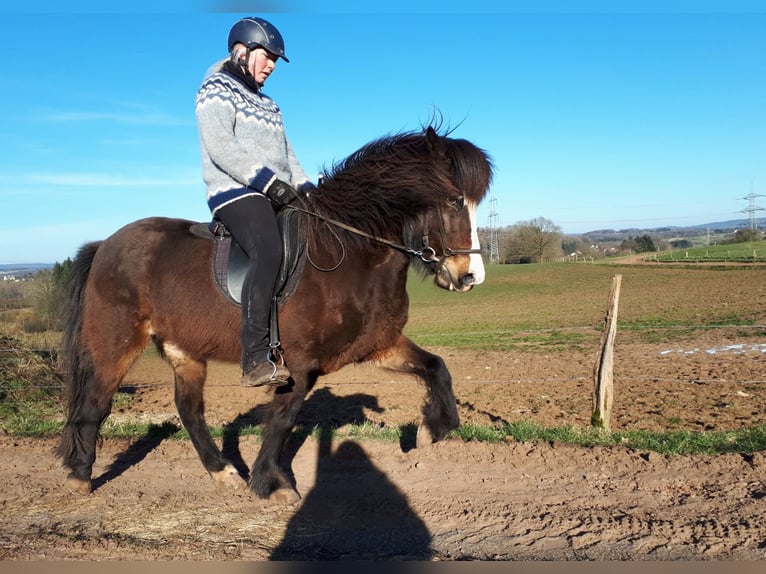 Islandpferd Hengst 2 Jahre Falbe in Wadern