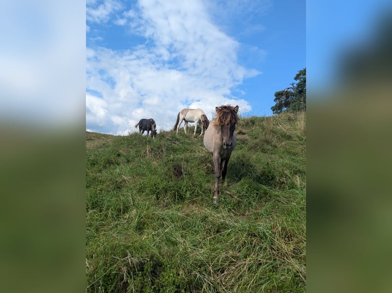 Islandpferd Hengst 2 Jahre  in Markt Wald