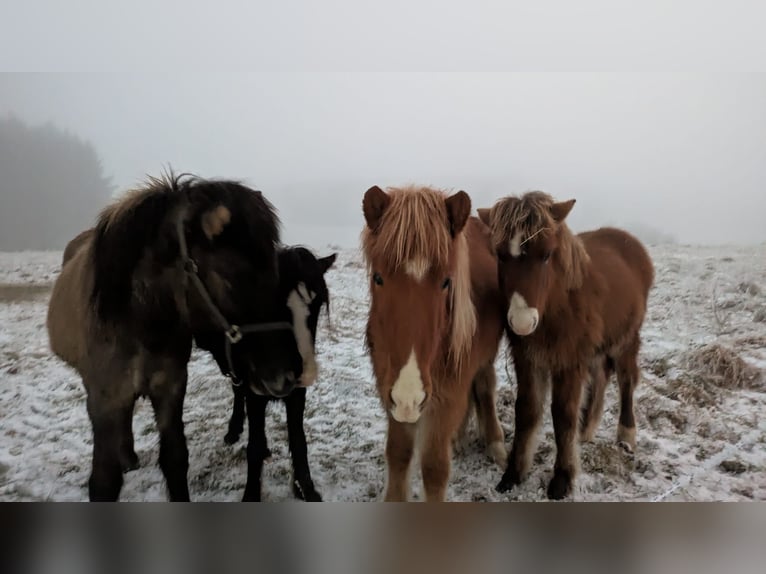 Islandpferd Hengst 2 Jahre  in Markt Wald