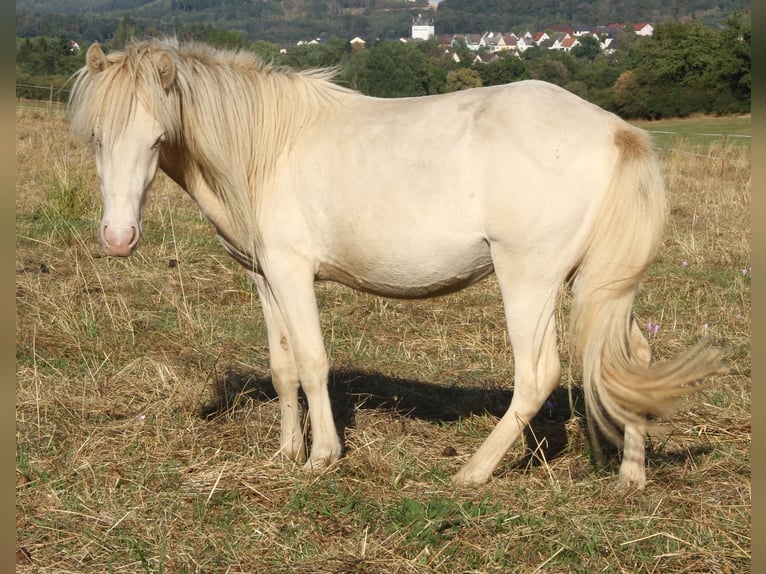 Islandpferd Hengst 2 Jahre Perlino in Saarland
