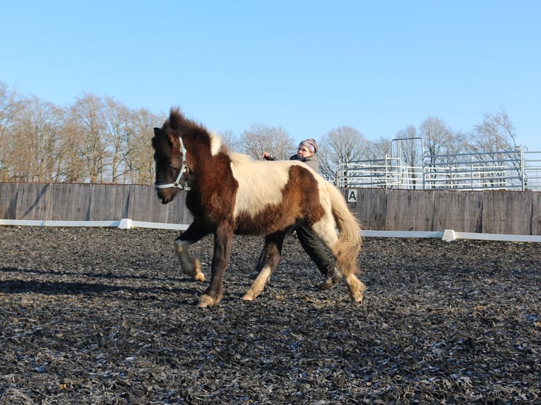Islandpferd Hengst 2 Jahre Schecke in Vierherrenborn