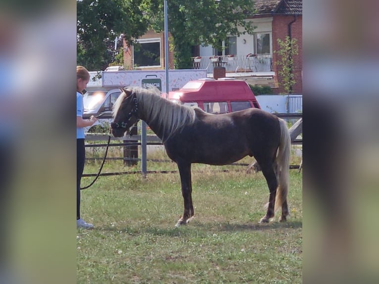 Islandpferd Mix Hengst 3 Jahre 125 cm in Neustadt am Rübenberge