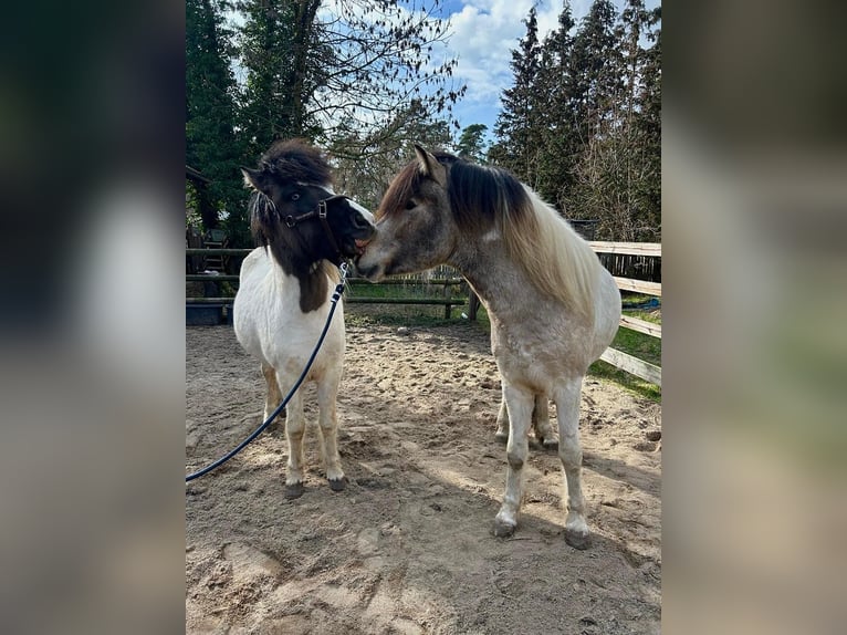 Islandpferd Hengst 3 Jahre 132 cm Schecke in Burgdorf
