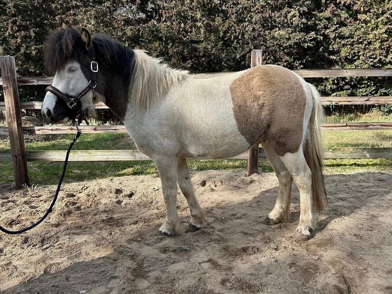 Islandpferd Hengst 3 Jahre 132 cm Schecke in Burgdorf