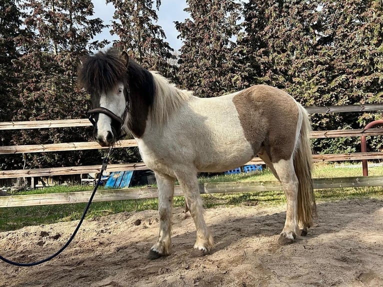 Islandpferd Hengst 3 Jahre 132 cm Schecke in Burgdorf