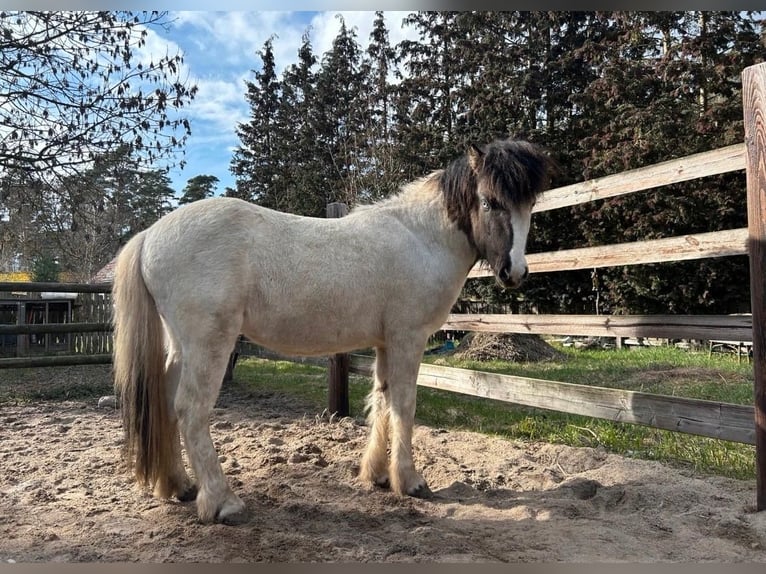 Islandpferd Hengst 3 Jahre 132 cm Schecke in Burgdorf