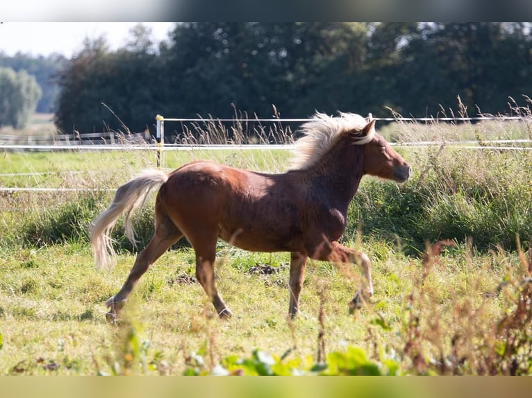 Islandpferd Hengst 3 Jahre 138 cm in Lutzhorn