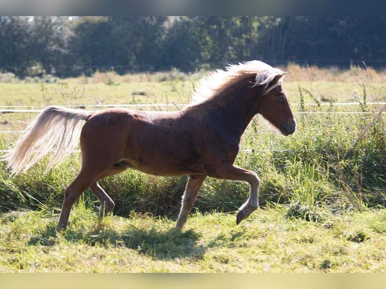 Islandpferd Hengst 3 Jahre 138 cm in Lutzhorn